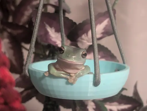 Australian green tree frog poses for a photo leaning over the railing of a hanging bowl