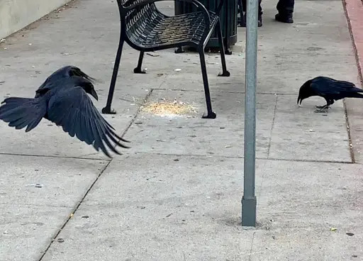 Two ravens on an urban sidewalk. One is swooping in for a landing to eat from a large pile of crumbs beneath a bench. The other is off to the side already eating some of the crumbs